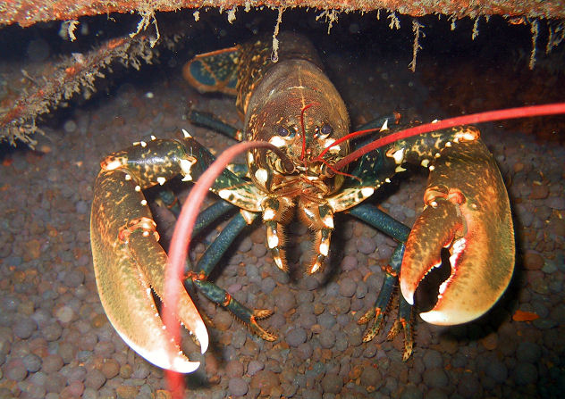 Europ�ischer Hummer am Wrack der Kowloon Bridge