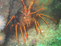 Europ�ische Languste (Palinurus elephas)