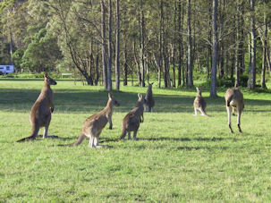 Diving Australia and New Zealand