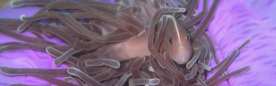 Unterwasserf�hrer - Reef Guide