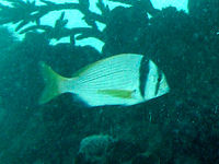 Doppelbandmeerbrasse Acanthopagrus bifasciatus