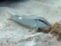 Perlenmeerbarbe Parupeneus margaritatus