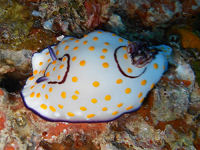 Chromodoris annulata