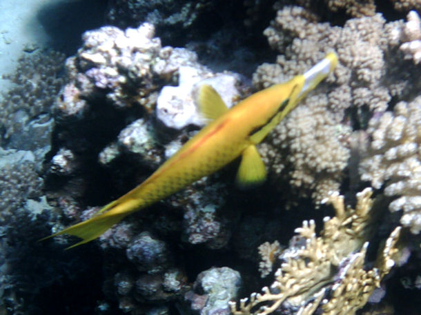 St�lpmaul-Lippfisch Epibulus insidiator