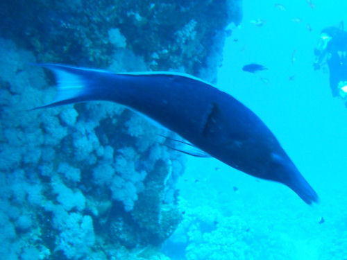 Vogel-Lippfisch Gomphosus varius