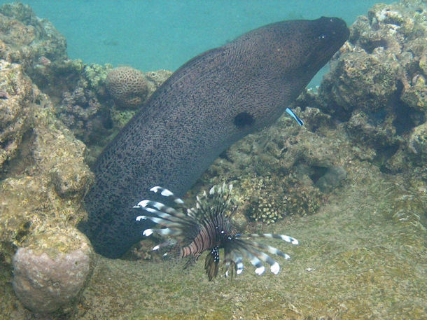 Riesenmur�ne Gymnothorax javanicus vor Marsa Alam