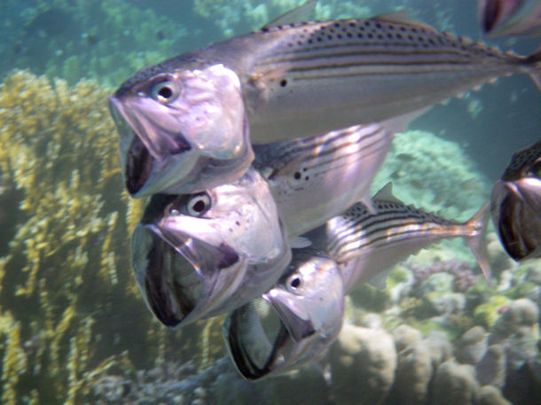 Rastrelliger kanagurta