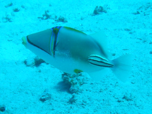 Dr�ckerfisch Rhinecanthus assasi