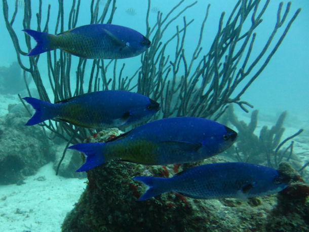 Kreolen-Lippfische Clepticus parrae