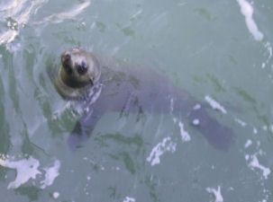 Seeb�r Arctocephalus pusillus