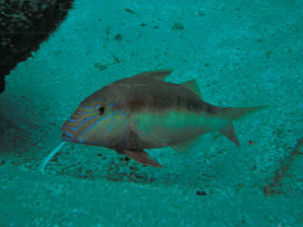 Upeneichthys vlamingii