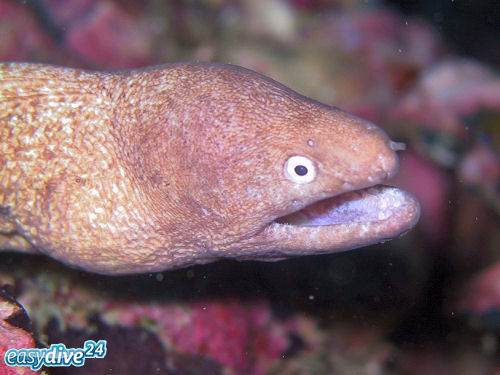 Weissaugenmur�ne Gymnothorax thyrsoideus