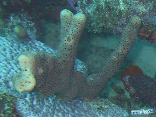 Brauner R�hrenschwamm Agelas conifera