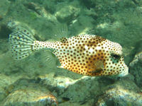 Lactophrys triqueter