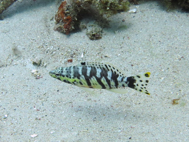 S�gebarsch Serranus tigrinus