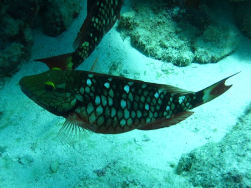 Gr�ner Papageifisch Sparisoma viride