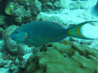 Gr�ner Papageifisch Sparisoma viride