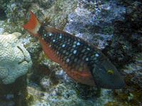 Gr�ner Papageifisch Sparisoma viride