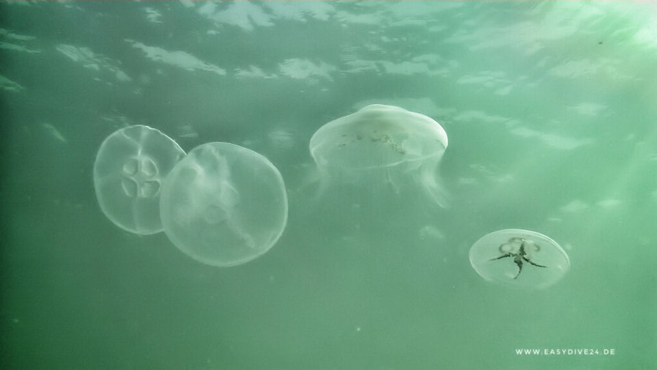 Qualle Aurelia aurita