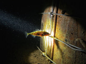 Stichling im Geiseltalsee