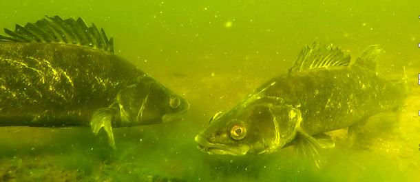 Zander im Gro� V�ter See