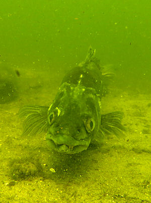 Zander im Gro� V�ter See