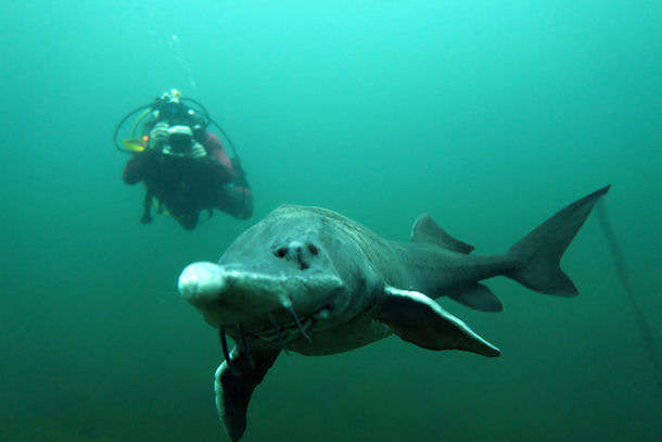 St�r in L�bej�n