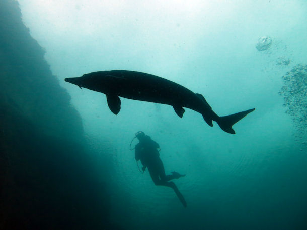 St�r in L�bej�n