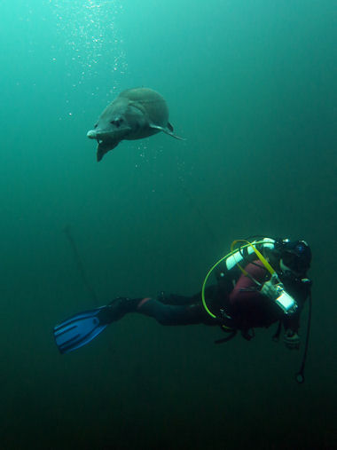 St�r in L�bej�n