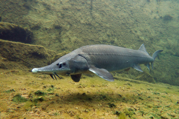 St�r in L�bej�n