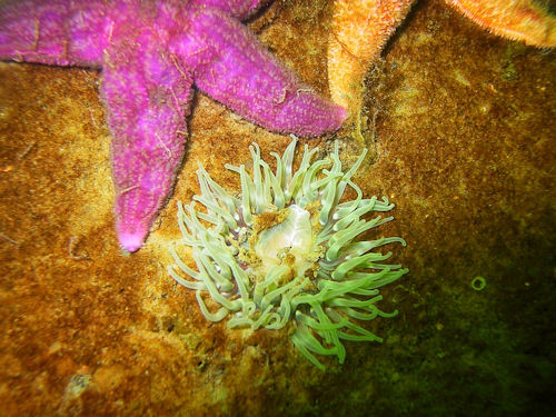 Dickh�rnige Seerose