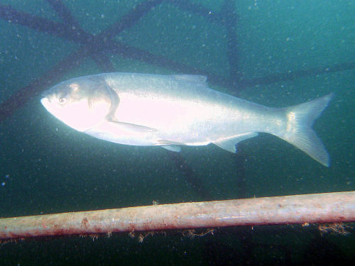 Hypophthalmichthys molitrix