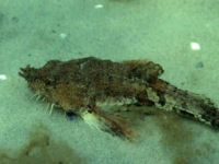 Steinpicker Agonus cataphractus