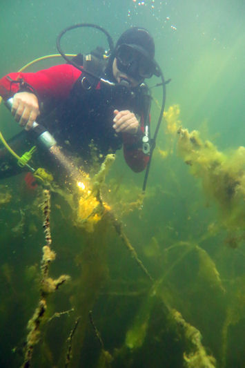 Tauchen in den Tonteichen K�rbiskrug