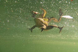 Tauchen in den Tonteichen K�rbiskrug