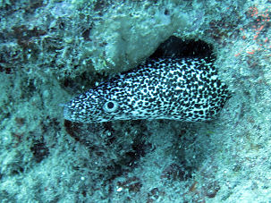 Gefleckte Mur�ne