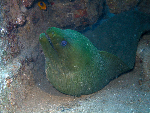 Gr�ne Mur�ne Gymnothorax funebris