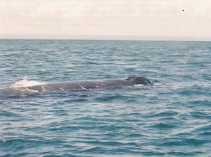 Whale Watching Samana