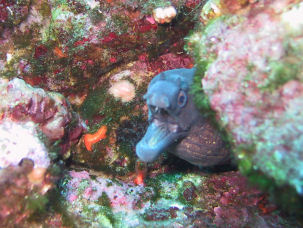 Mur�ne vor Korsika