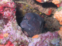 Mittelmeer-Mur�ne Muraena helena