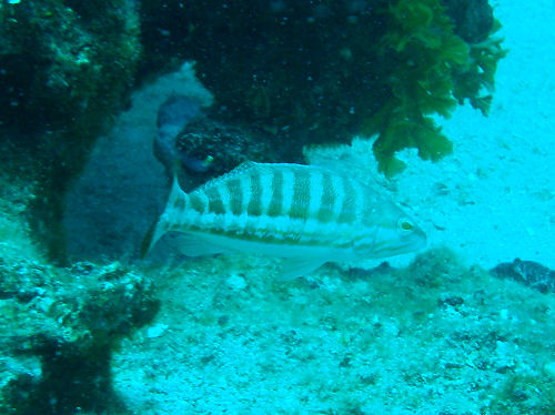 S�gebarsch (Serranus cabrilla)