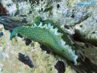 Sternschnecke Hypselodoris picta