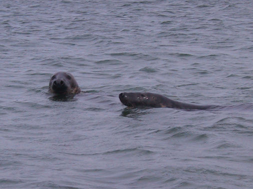 Kegelrobben vor Helgoland