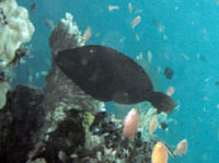 Balistapus undulatus