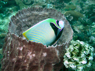 Imperatorkaiser in einem Vasenschwamm Xestospongia testudinaria