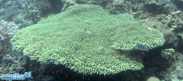 Acropora sp.