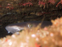 Wei�spitzenriffhai Triaenodon obesus