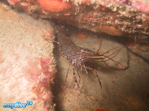 S�gegarnele Palaemon serratus