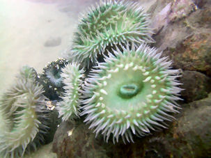 Gr�ne Riesenanemone Anthopleura xanthogrammica