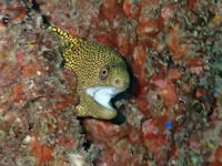Goldschwanzmur�ne Gymnothorax miliaris